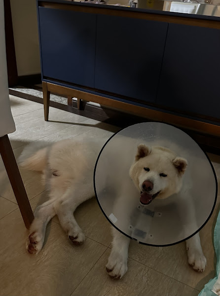 Foto 3 INOVA Hospital Veterinário 24 horas