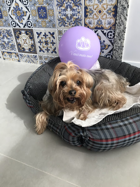 Foto 5 INOVA Hospital Veterinário 24 horas