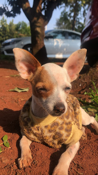 Foto 1 Vetso Veterinária Popular