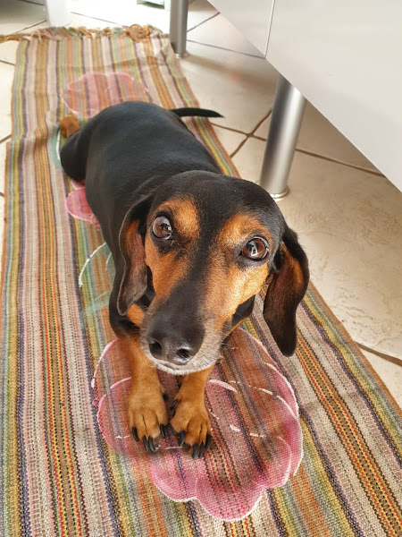 Foto 3 Vetso Veterinária Popular