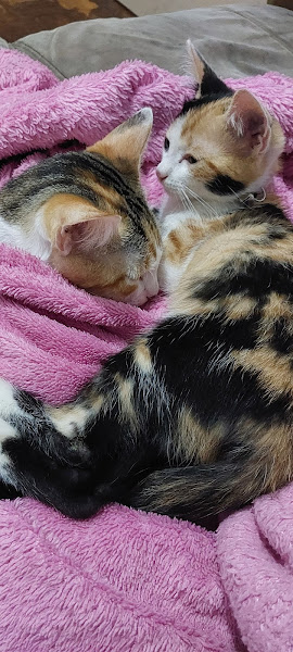 Foto 2 Clínica Veterinária Ferraz