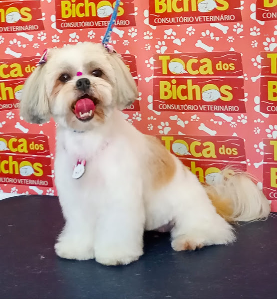 Foto 1 Toca dos Bichos Consultório Veterinário e Banho e Tosa