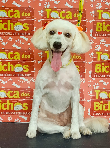 Foto 3 Toca dos Bichos Consultório Veterinário e Banho e Tosa