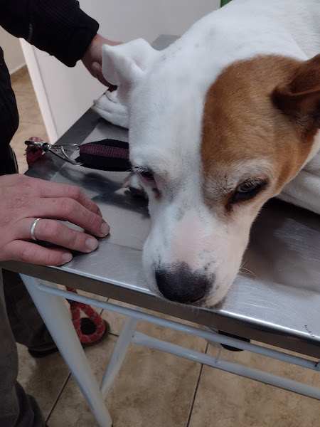 Foto 2 clinica veterinaria medcao