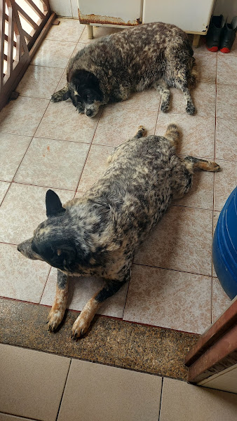 Foto 0 Clinica Veterinária Manchester