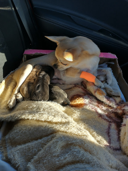 Foto 1 UNA - Unidade de Apoio Veterinário 24 horas