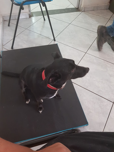 Foto 2 Clínica Veterinária Divino