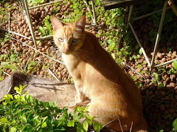 Foto 0 VetCheck - Clínica Veterinária, Banho e Tosa