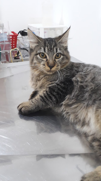 Foto 3 VetCheck - Clínica Veterinária, Banho e Tosa