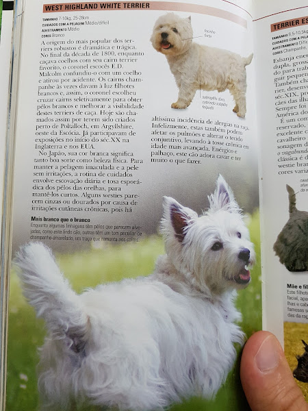 Foto 0 Cãopanheiro Clinica Veterinaria