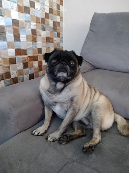 Foto 0 Clínica Veterinária Amor e Vida