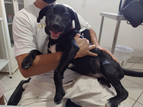 Foto 2 Clínica Veterinária Amor e Vida