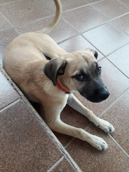 Foto 3 Clínica Veterinária Amor e Vida