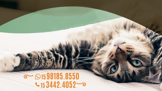 Foto 0 VETIVER Clínica Veterinária