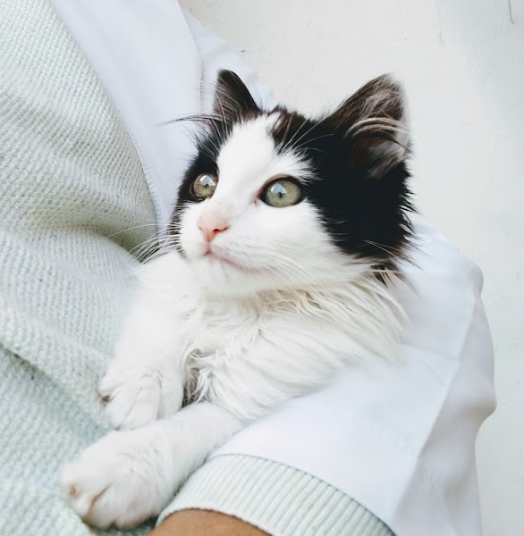 Foto 1 VETIVER Clínica Veterinária