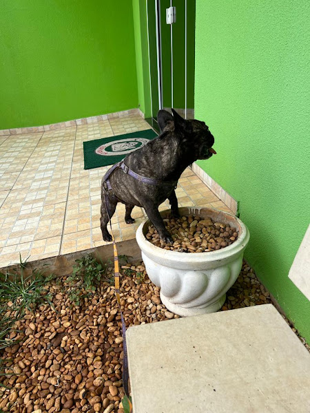 Foto 2 Clinvet 24 Horas