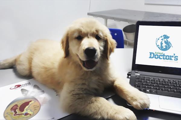 Foto 0 Animal Doctor's Clínica Veterinária