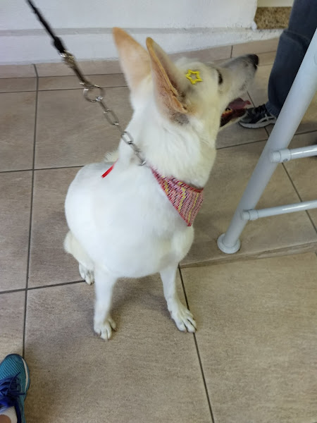 Foto 2 Animal Doctor's Clínica Veterinária