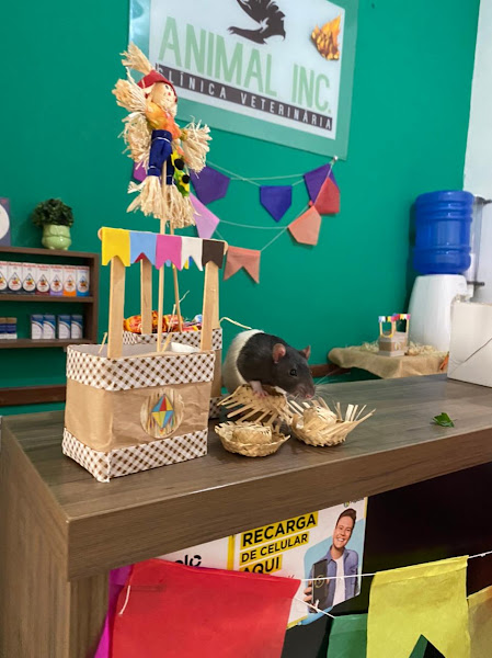 Foto 1 Clinica Veterinária Animal Inc