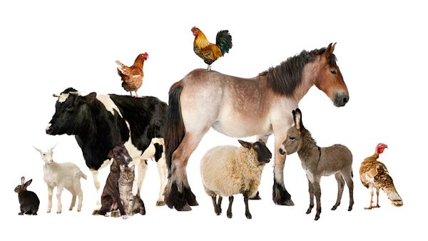 Foto 0 Veterinária Integral