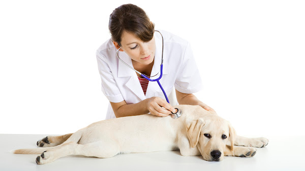 Foto 2 Veterinária Integral