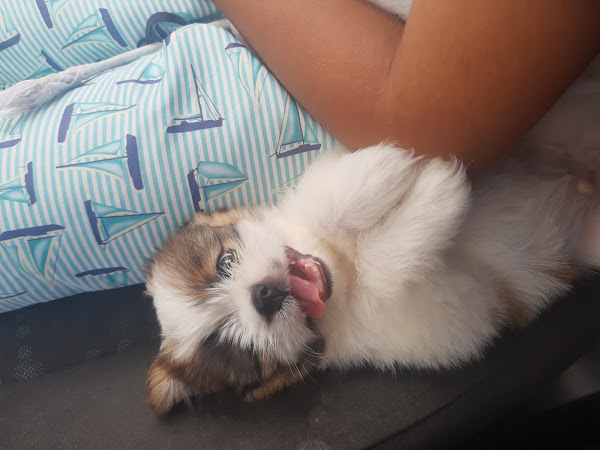 Foto 0 Clínica Veterinária Central