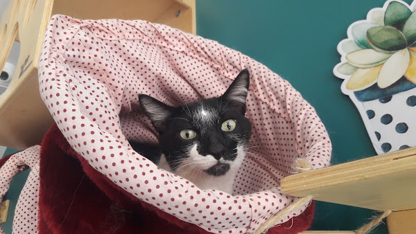 Foto 2 CatVet Medicina Felina