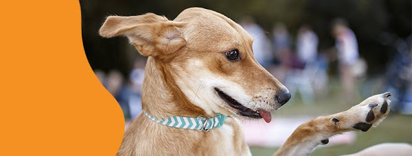 Foto 0 Centro Médico Veterinario Companhia Animal