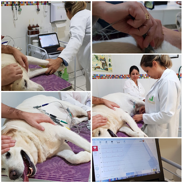 Foto 2 Centro Médico Veterinario Companhia Animal