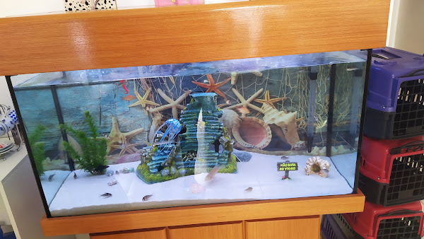 Foto 1 BSVet Medicina Animal Foto 1 BSVet Medicina Animal