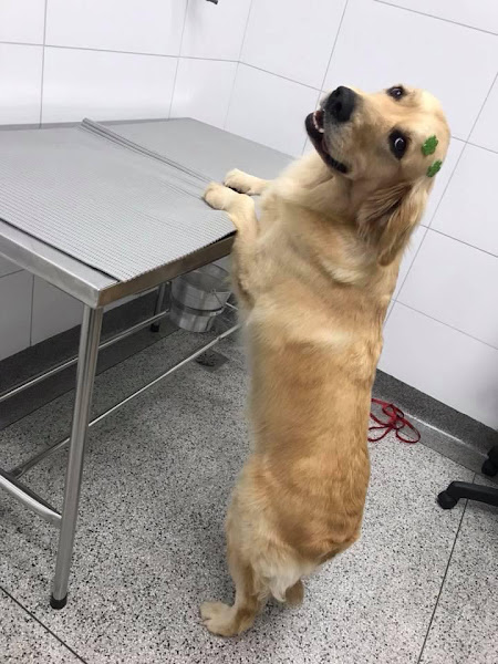 Foto 2 ACUMED- Vet - Centro de Reabilitação Veterinário