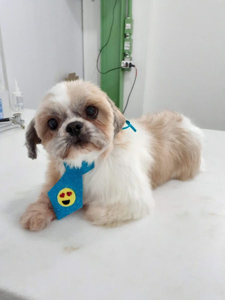 Foto 0 Veterinária da Turminha