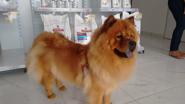 Foto 1 Veterinária da Turminha