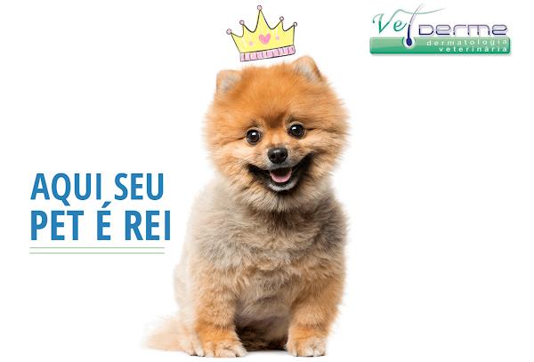 Foto 0 Vetderme Dermatologia Veterinária
