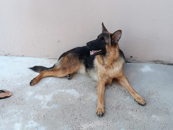 Foto 0 Veterinária em domicílio Sorocaba - Dra. Bianca Belline