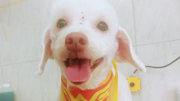 Foto 0 Patas de Luxo