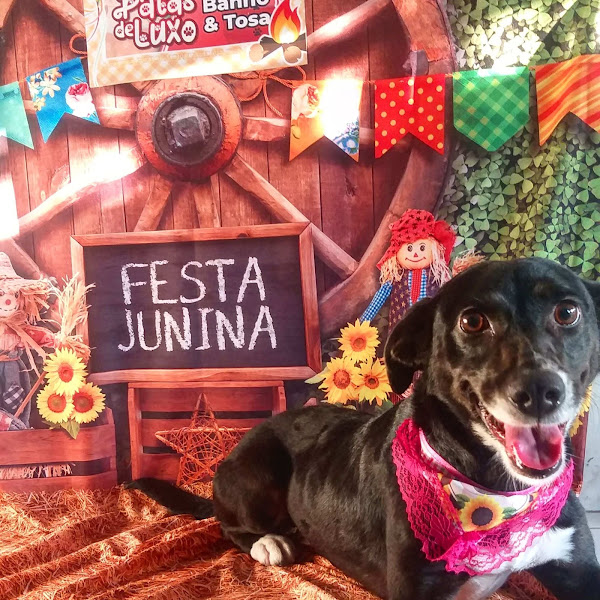 Foto 1 Patas de Luxo