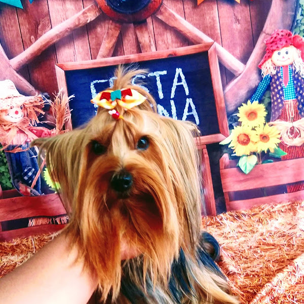 Foto 3 Patas de Luxo