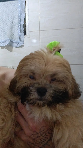 Foto 0 Pet Shop Reino dos Animais