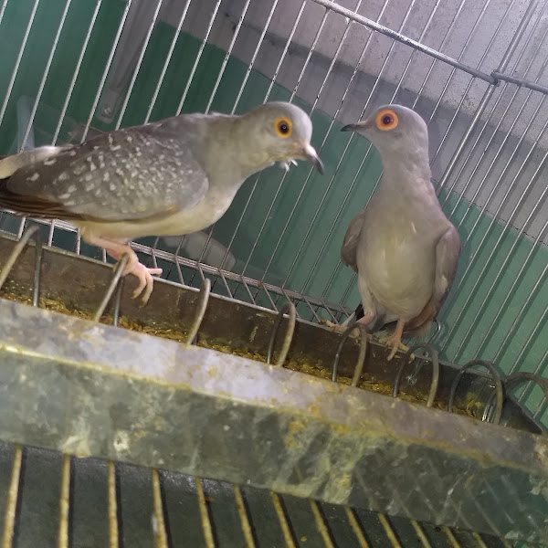 Foto 0 Victor Pet Shop