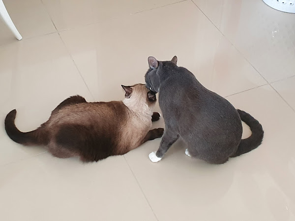 Foto 1 PET'S TOY VETERINÁRIA