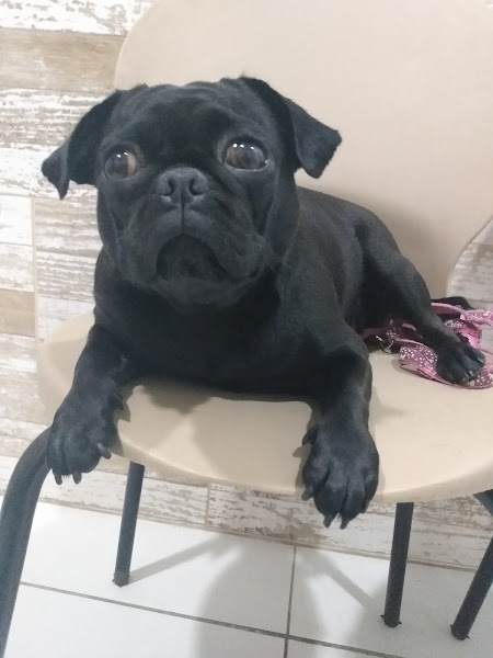 Foto 3 Clínica Veterinária Pet Saúde