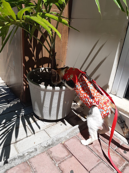 Foto 0 Clínica Veterinária Monsenhor Bruno