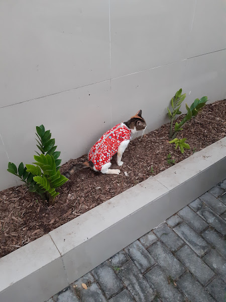 Foto 1 Clínica Veterinária Monsenhor Bruno