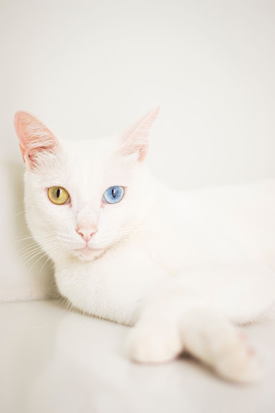 Foto 0 Catus - Clínica Veterinária 24h exclusiva para gatos