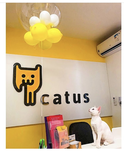 Foto 1 Catus - Clínica Veterinária 24h exclusiva para gatos
