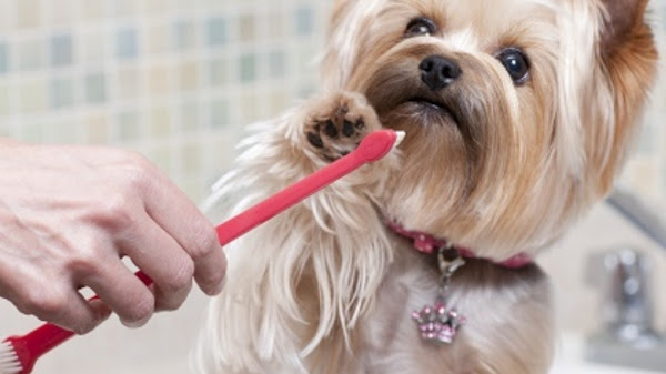 Foto 0 Clínica Veterinária VetSmile