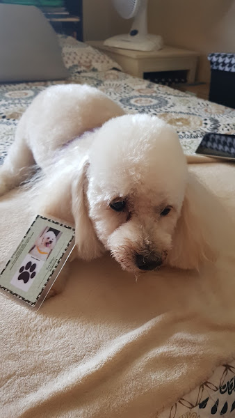 Foto 2 Veterinária Canis Felis Henrique Jorge