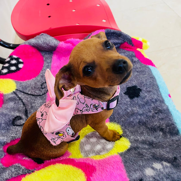 Foto 5 Minas Pet Shop