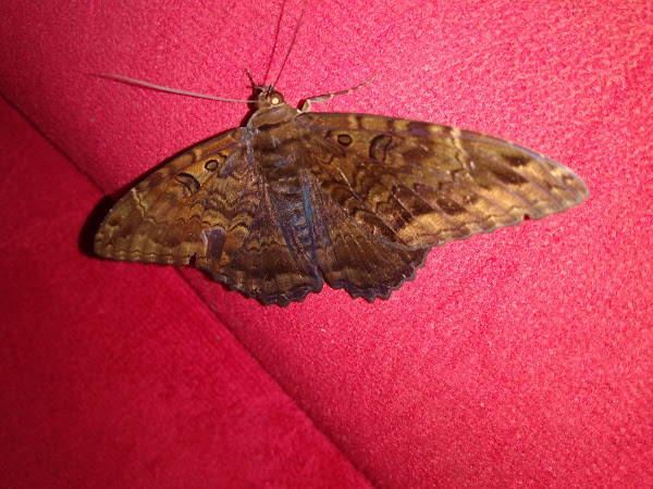 Foto 2 Bichos.cão Pet Shop